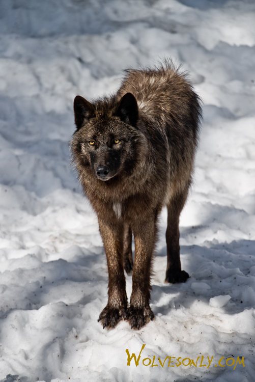 Black Wolf Wolf