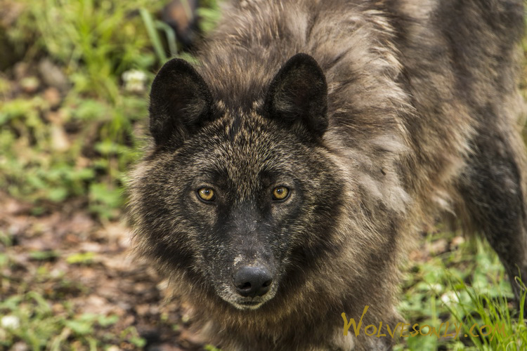 Black Wolf Wolf