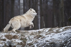 Gallery of Arctic Wolves in action