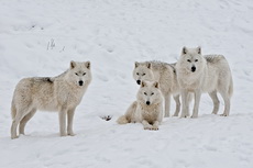 Gallery of ArcticWolves at rest