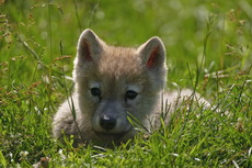 Gallery of Arctic Wolf Pups