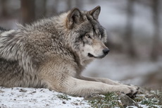 Gallery of Timber Wolves at rest