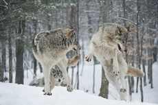 Gallery of Timber Wolves in action