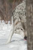 Gallery of Timber Wolves portraits