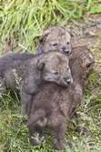 Gallery of Timber Wolves Pups